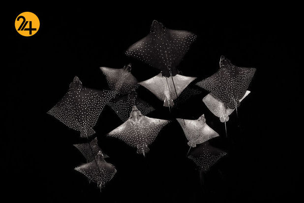 مسابقه عکاسی طبیعت