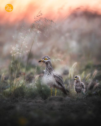 مسابقه عکاسی طبیعت