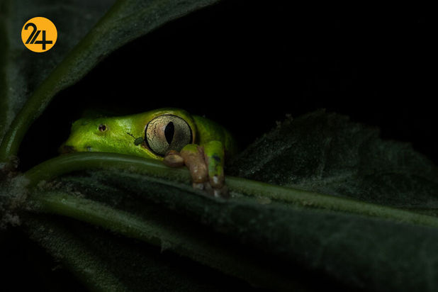 مسابقه عکاسی طبیعت