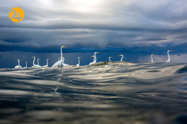 مسابقه عکاسی طبیعت