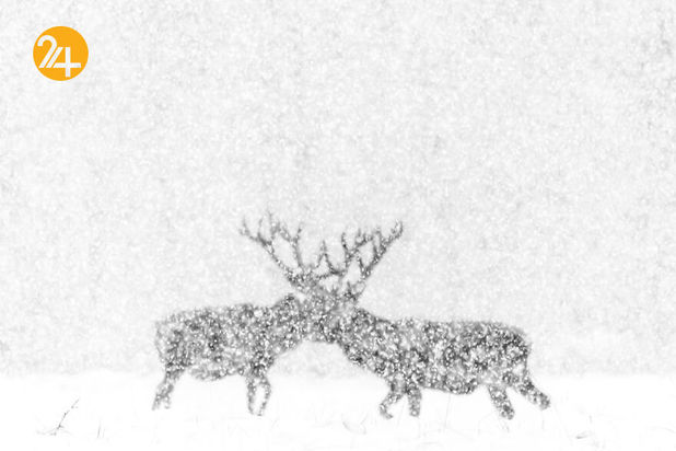 مسابقه عکاسی طبیعت