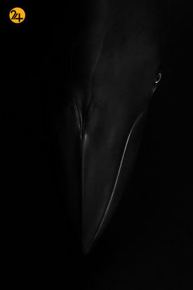 مسابقه عکاسی طبیعت