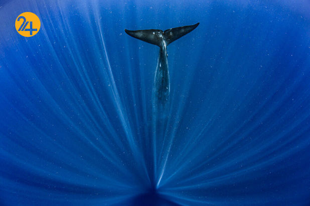 مسابقه عکاسی طبیعت