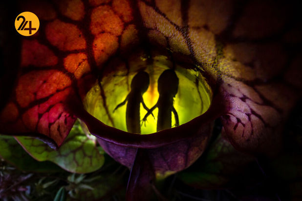 مسابقه عکاسی طبیعت