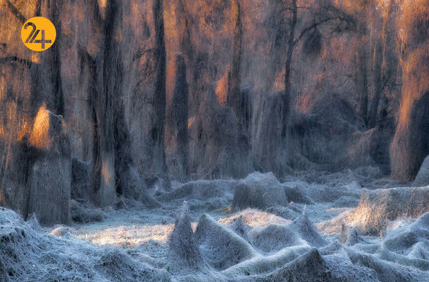 مسابقه عکاسی طبیعت