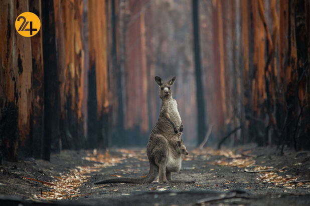 مسابقه عکاسی طبیعت