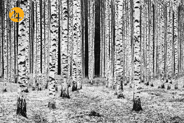 مسابقه عکاسی طبیعت