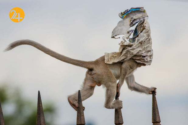 مسابقه عکاسی طبیعت