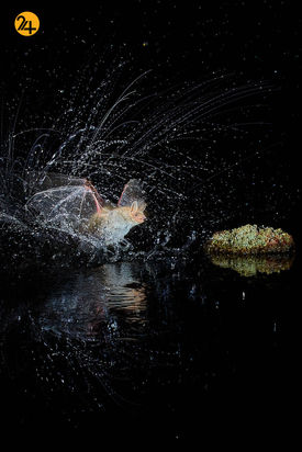 مسابقه عکاسی طبیعت