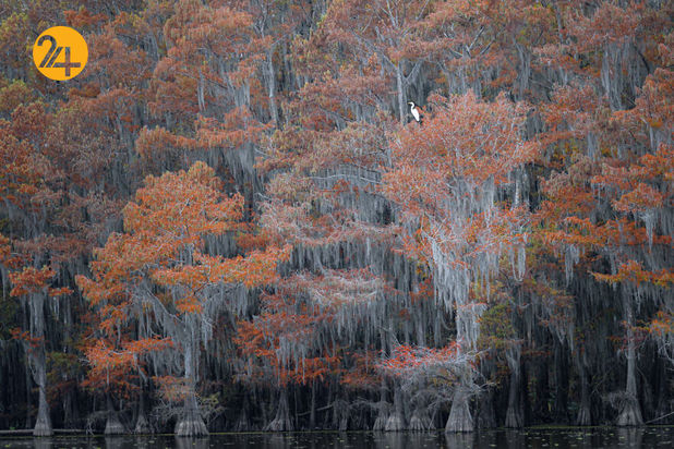 مسابقه عکاسی طبیعت