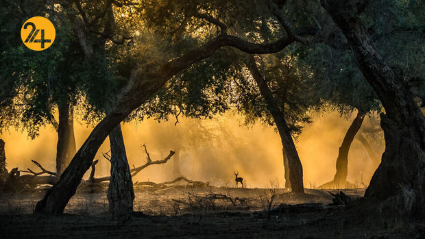 مسابقه عکاسی طبیعت