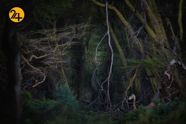 مسابقه عکاسی طبیعت