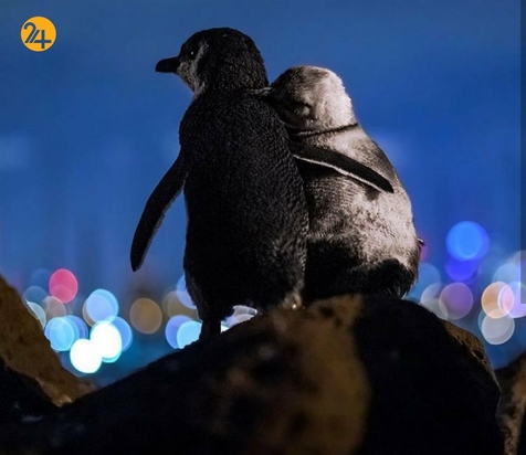 پنگوئن های عاشق