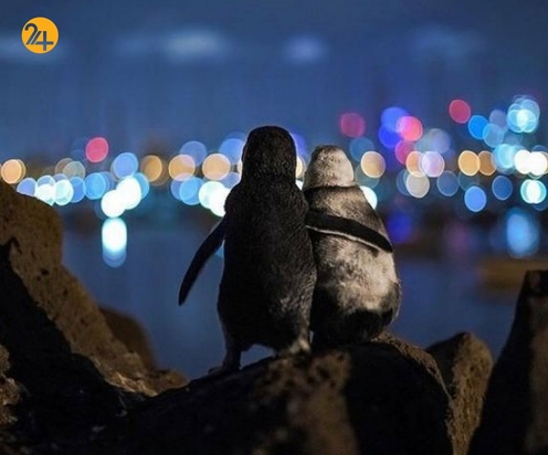 پنگوئن های عاشق