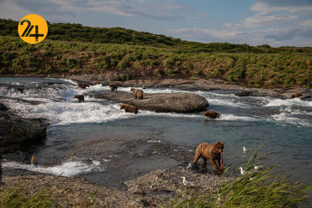 بهترین تصاویر از حیات وحش