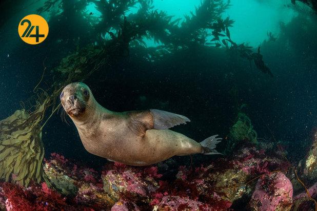 بهترین تصاویر از حیات وحش