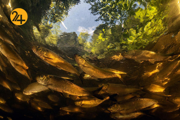 بهترین تصاویر از حیات وحش