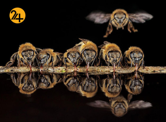 بهترین تصاویر از حیات وحش