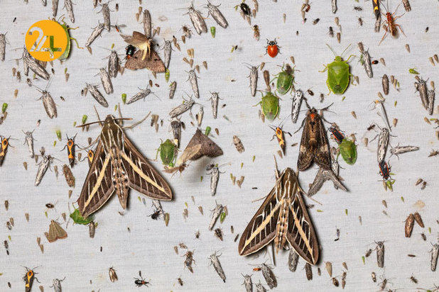 بهترین تصاویر از حیات وحش