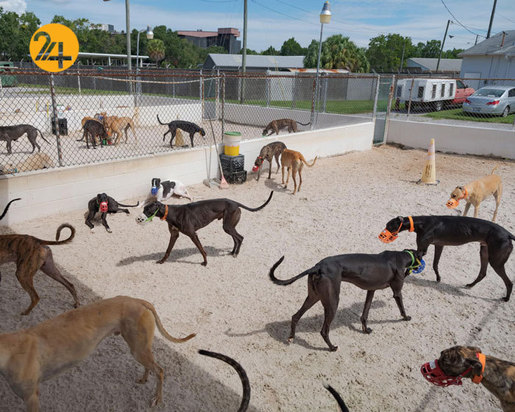 بهترین تصاویر از حیات وحش