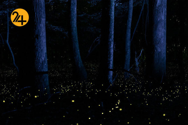 بهترین تصاویر از حیات وحش