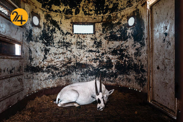 بهترین تصاویر از حیات وحش