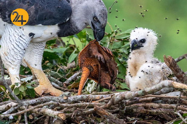 بهترین تصاویر از حیات وحش