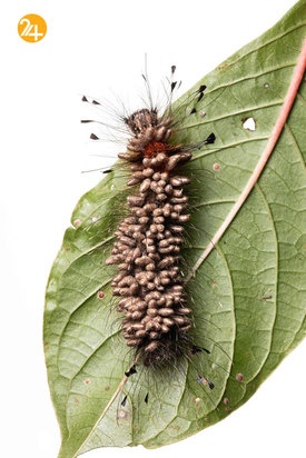 بهترین تصاویر از حیات وحش