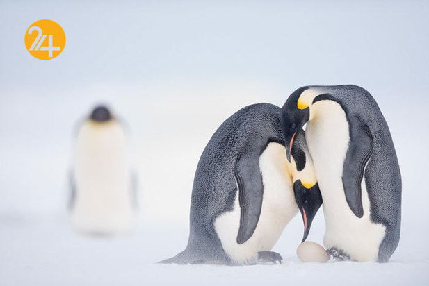 بهترین تصاویر از حیات وحش