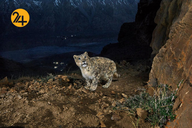 بهترین تصاویر از حیات وحش