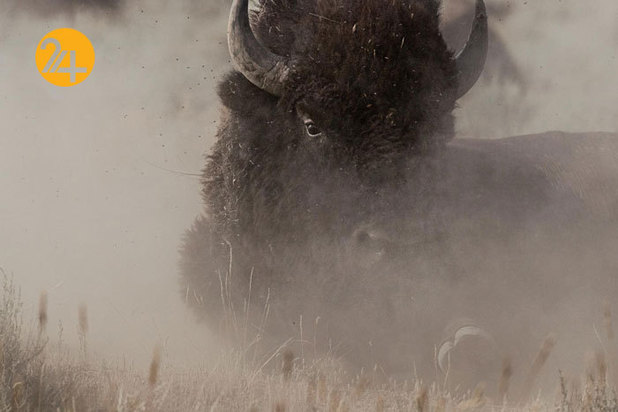 بهترین تصاویر از حیات وحش