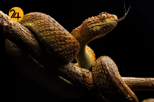 بهترین تصاویر از حیات وحش