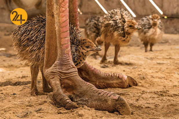 بهترین تصاویر از حیات وحش