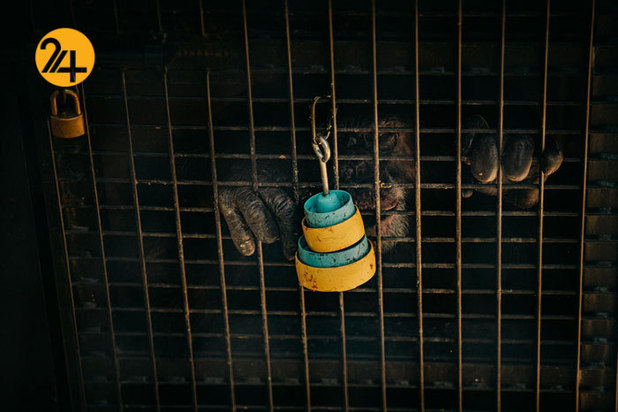 بهترین تصاویر از حیات وحش