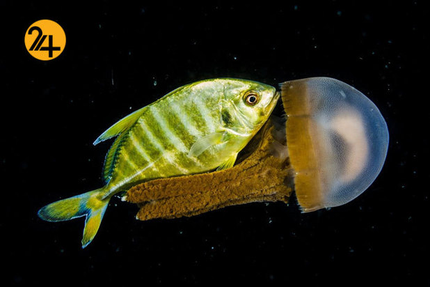 بهترین تصاویر از حیات وحش