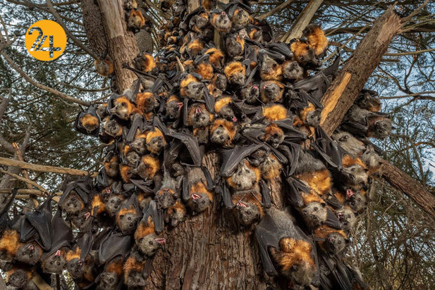 بهترین تصاویر از حیات وحش