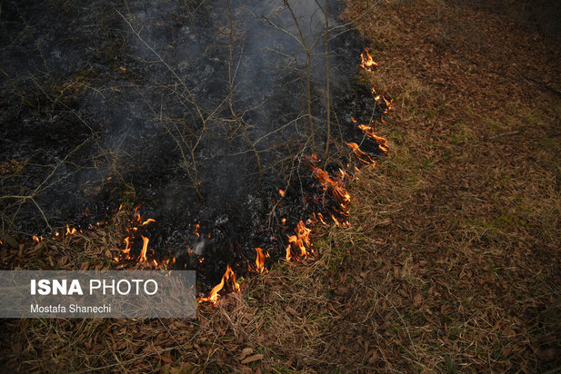 جنگل های شهر نکا در آتش