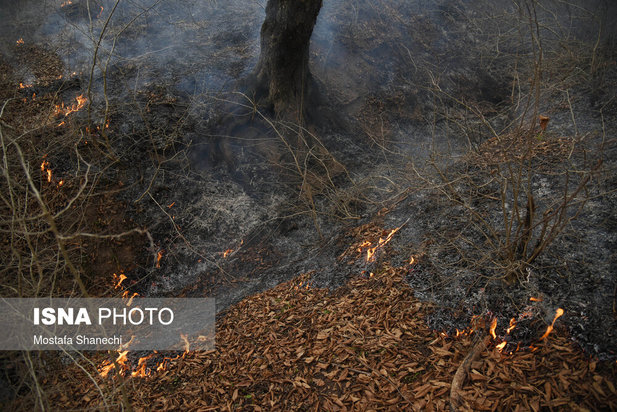 جنگل های شهر نکا در آتش