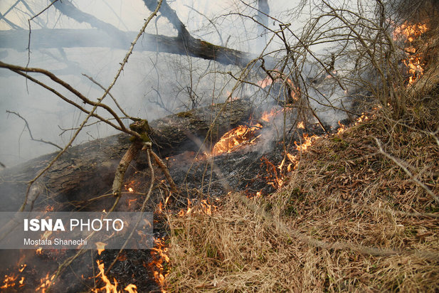 جنگل های شهر نکا در آتش