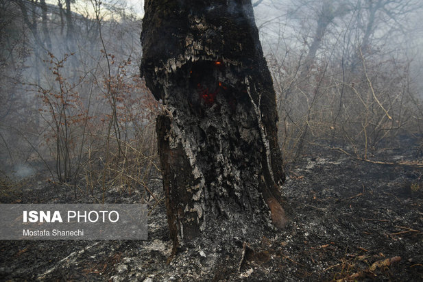 جنگل های شهر نکا در آتش