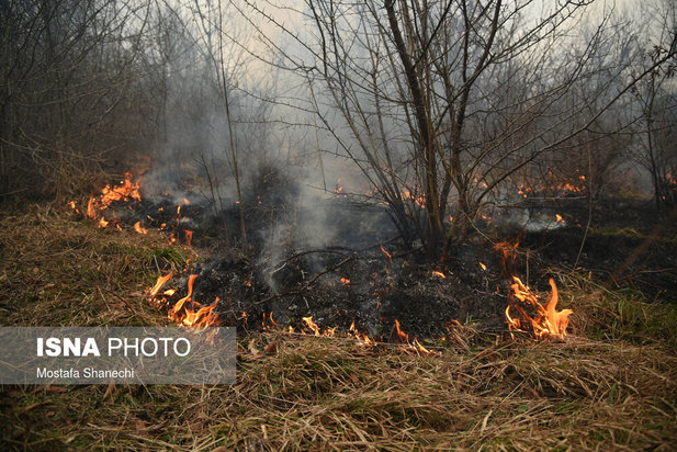 جنگل های شهر نکا در آتش