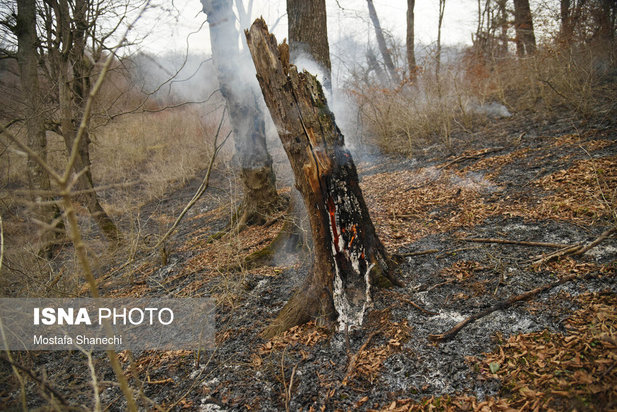 جنگل های شهر نکا در آتش