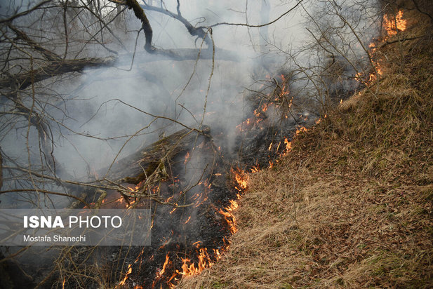 جنگل های شهر نکا در آتش