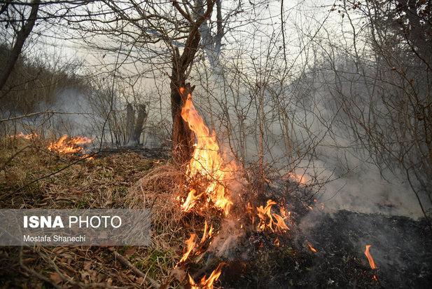 جنگل های شهر نکا در آتش