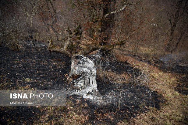 جنگل های شهر نکا در آتش
