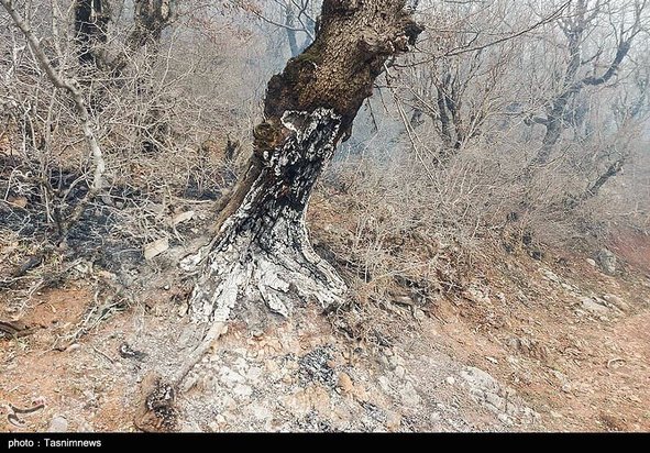 آتش سوزی جنگل گیلان