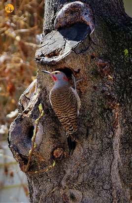 رنگارنگ ترین پرندگان