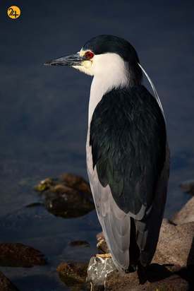 رنگارنگ ترین پرندگان
