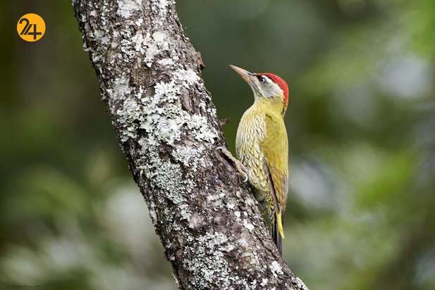 رنگارنگ ترین پرندگان
