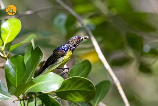 رنگارنگ ترین پرندگان
